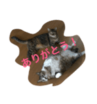 neko.neko（個別スタンプ：10）