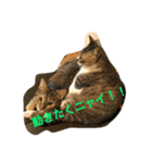 neko.neko（個別スタンプ：11）