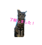neko.neko（個別スタンプ：14）