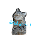 neko.neko（個別スタンプ：16）