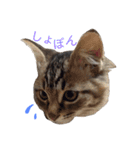 ティナ祝1歳（個別スタンプ：5）