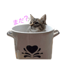 ティナ祝1歳（個別スタンプ：8）