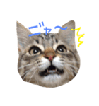 ティナ祝1歳（個別スタンプ：13）