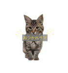 ティナ祝1歳（個別スタンプ：15）