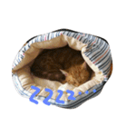 マンチカンのLuna＆Leo（個別スタンプ：1）