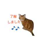 マンチカンのLuna＆Leo（個別スタンプ：5）