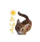 マンチカンのLuna＆Leo（個別スタンプ：13）