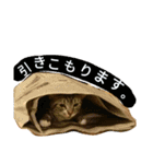 マンチカンのLuna＆Leo（個別スタンプ：26）