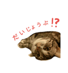 マンチカンのLuna＆Leo（個別スタンプ：31）