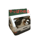 キジシロ猫サスケ（個別スタンプ：5）