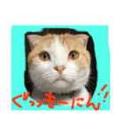 ちゃちゃ丸の日常（個別スタンプ：1）