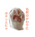 ちゃちゃ丸の日常（個別スタンプ：3）