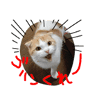 ちゃちゃ丸の日常（個別スタンプ：4）