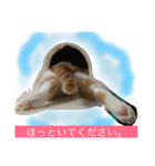ちゃちゃ丸の日常（個別スタンプ：7）