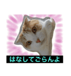 ちゃちゃ丸の日常（個別スタンプ：8）