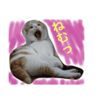 ちゃちゃ丸の日常（個別スタンプ：9）