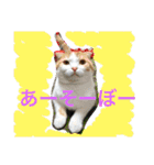ちゃちゃ丸の日常（個別スタンプ：11）