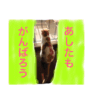 ちゃちゃ丸の日常（個別スタンプ：12）