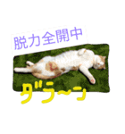 ちゃちゃ丸の日常（個別スタンプ：13）