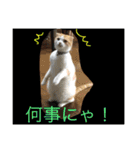 ちゃちゃ丸の日常（個別スタンプ：14）