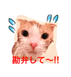 ちゃちゃ丸の日常（個別スタンプ：15）