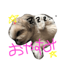 シーズーのハルちゃま（個別スタンプ：1）
