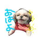 シーズーのハルちゃま（個別スタンプ：6）