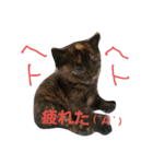 猫様達（個別スタンプ：21）