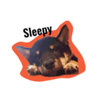 柴犬くーちゃん（個別スタンプ：2）