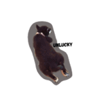 柴犬くーちゃん（個別スタンプ：3）