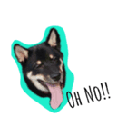 柴犬くーちゃん（個別スタンプ：6）