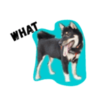 柴犬くーちゃん（個別スタンプ：7）