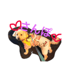 wanwanPoodleciwapoo2（個別スタンプ：1）