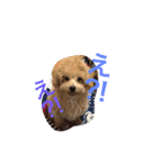 wanwanPoodleciwapoo2（個別スタンプ：2）