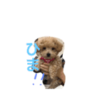wanwanPoodleciwapoo2（個別スタンプ：3）