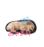 wanwanPoodleciwapoo2（個別スタンプ：4）