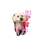 wanwanPoodleciwapoo2（個別スタンプ：5）