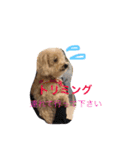 wanwanPoodleciwapoo2（個別スタンプ：6）
