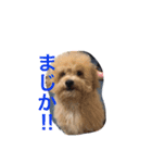 wanwanPoodleciwapoo2（個別スタンプ：8）