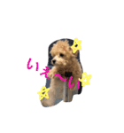 wanwanPoodleciwapoo2（個別スタンプ：9）