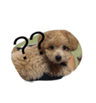wanwanPoodleciwapoo2（個別スタンプ：10）