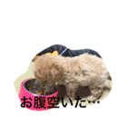 wanwanPoodleciwapoo2（個別スタンプ：12）