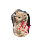 wanwanPoodleciwapoo2（個別スタンプ：13）