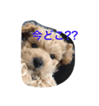 wanwanPoodleciwapoo2（個別スタンプ：14）