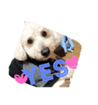 wanwanPoodleciwapoo2（個別スタンプ：15）