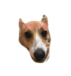 りん犬！マリッ（個別スタンプ：1）
