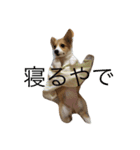 りん犬！マリッ（個別スタンプ：2）