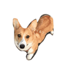 りん犬！マリッ（個別スタンプ：3）