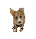 りん犬！マリッ（個別スタンプ：4）