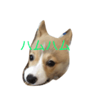 りん犬！マリッ（個別スタンプ：6）
